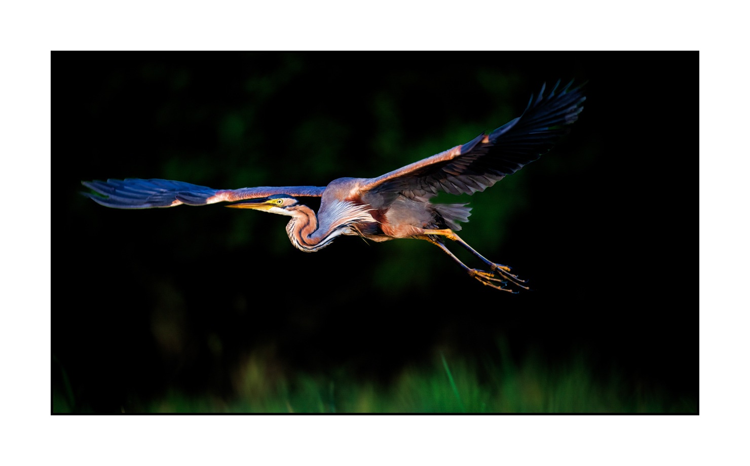 lumieres-et-couleurs/035-oiseaux-de-la-dombes/en/35-birds-of-la-dombes-220517DOMWLD1352C