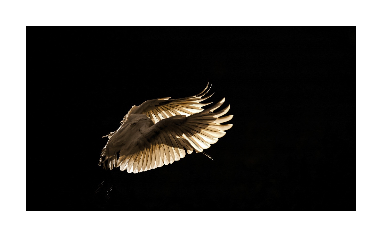 lumieres-et-couleurs/035-oiseaux-de-la-dombes/en/39-birds-of-la-dombes-170604DOMWLD2919B