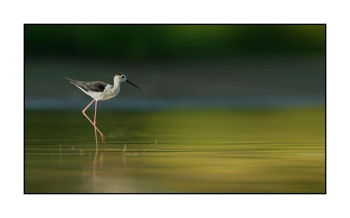 lumieres-et-couleurs/035-oiseaux-de-la-dombes/fr/17-oiseaux-de-la-dombes-150627FRADOM0809C