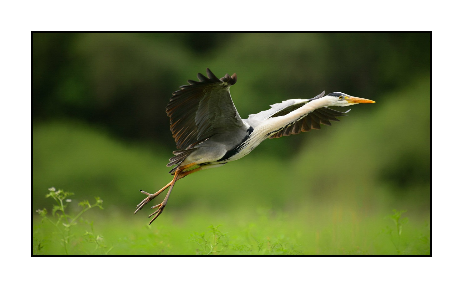 lumieres-et-couleurs/035-oiseaux-de-la-dombes/fr/19-oiseaux-de-la-dombes-160528DOMWIL0332