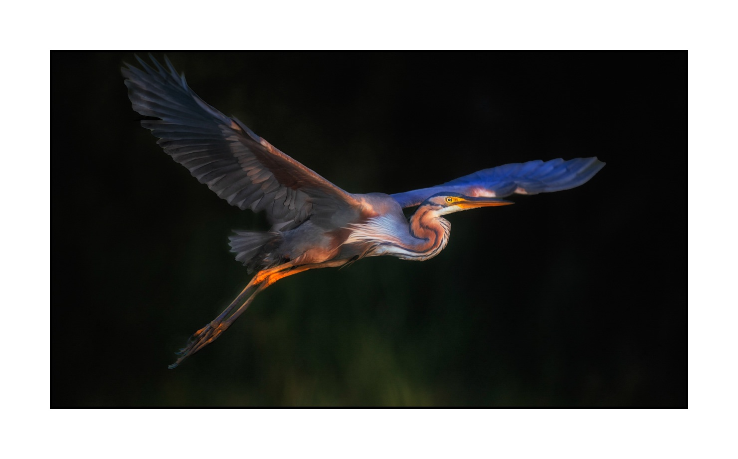 lumieres-et-couleurs/035-oiseaux-de-la-dombes/fr/36-oiseaux-de-la-dombes-220517DOMWLD1353C