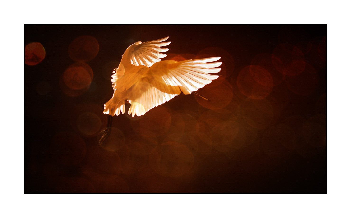 lumieres-et-couleurs/035-oiseaux-de-la-dombes/fr/37-oiseaux-de-la-dombes-170604DOMWLD2916B