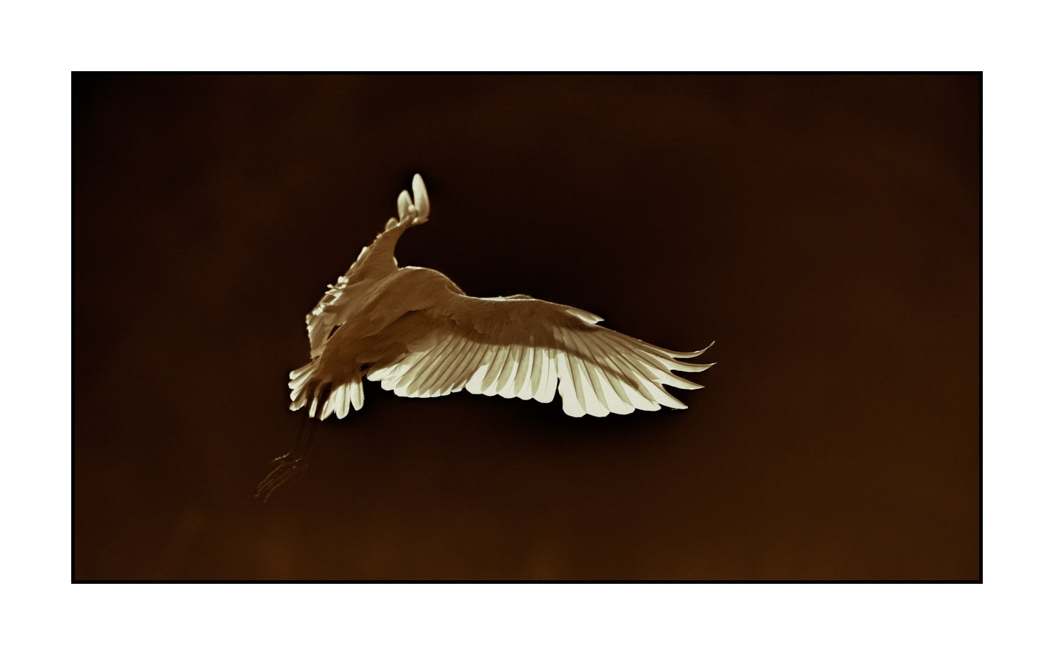 lumieres-et-couleurs/035-oiseaux-de-la-dombes/fr/38-oiseaux-de-la-dombes-170604DOMWLD2915B