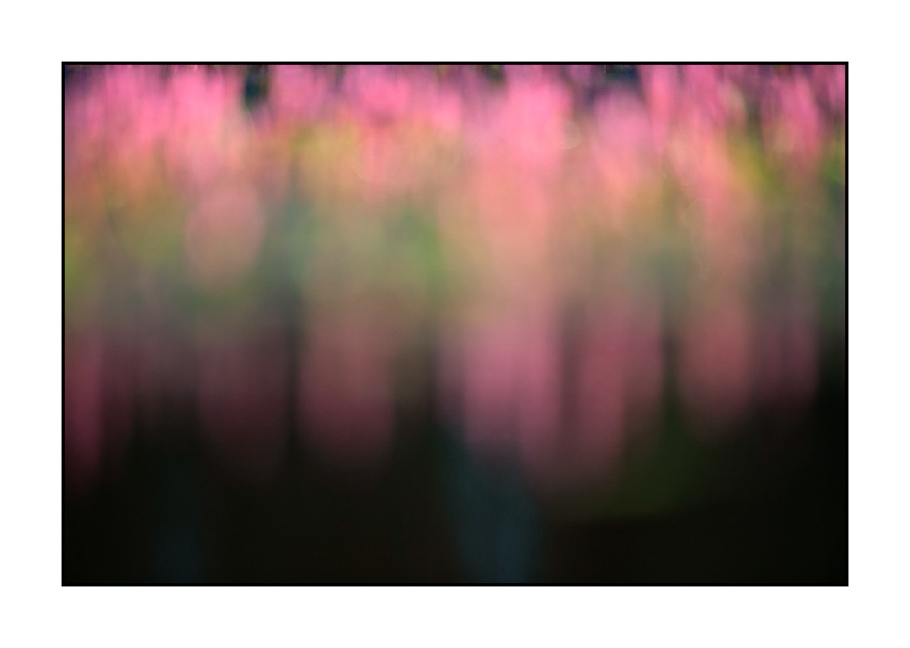 lumieres-et-couleurs/042-jardins-aquatiques/en/06-water-garden-220517DOMCON0286C
