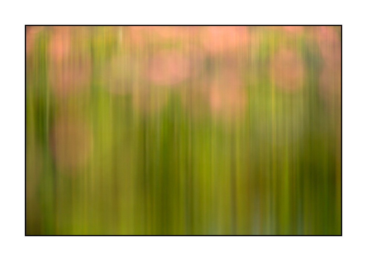 lumieres-et-couleurs/042-jardins-aquatiques/en/07-water-garden-220517DOMCON0493C