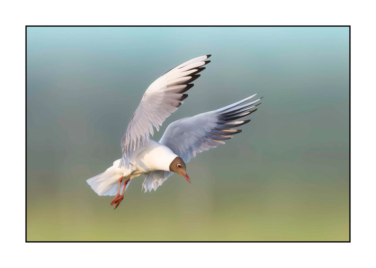 lumieres-et-couleurs/069-oiseaux-en-pastel/edition-limitee/en/01-bird-dombes-in-pastel-2474-32C