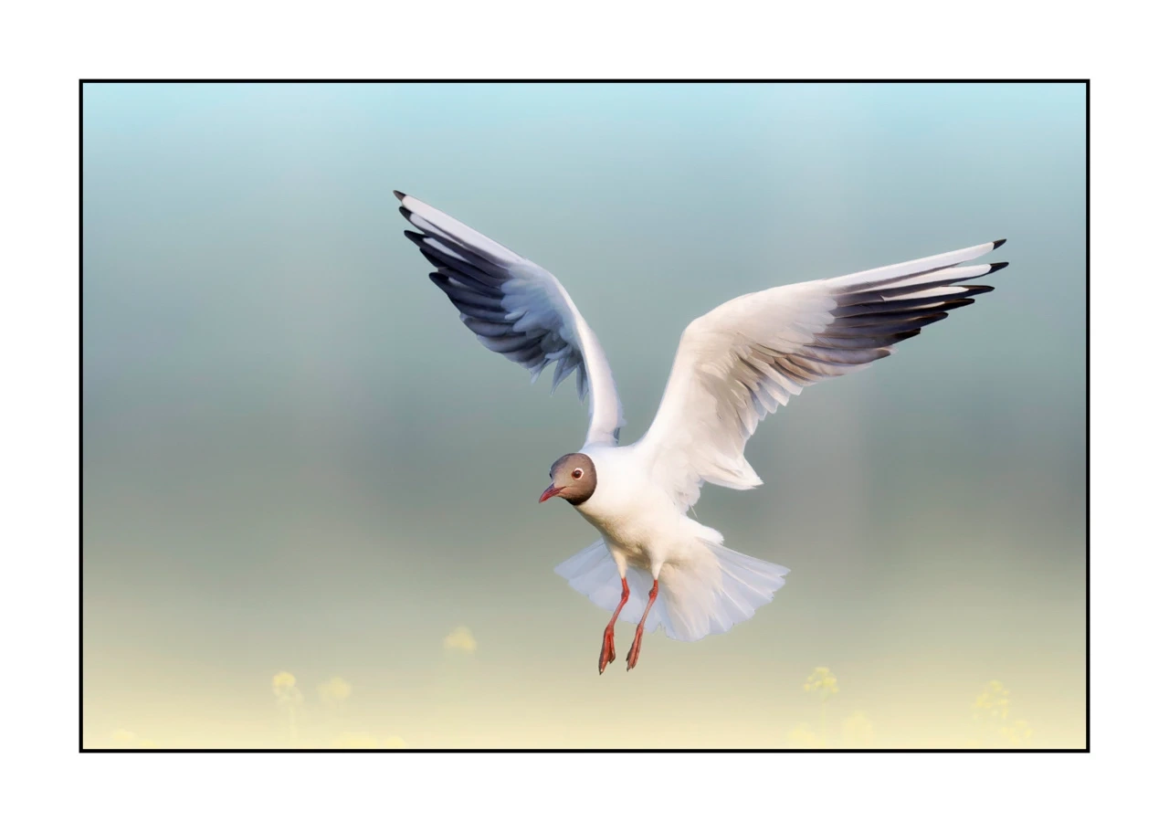 lumieres-et-couleurs/069-oiseaux-en-pastel/edition-limitee/en/05-bird-dombes-in-pastel-2478-32C