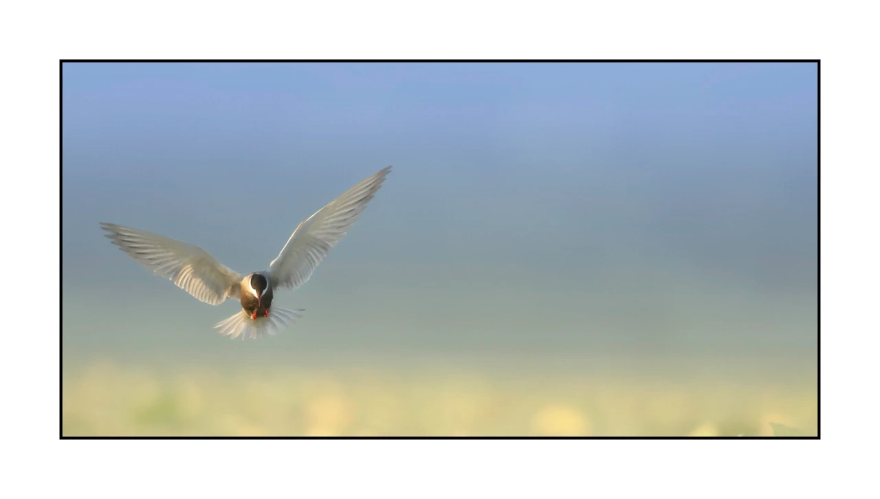 lumieres-et-couleurs/069-oiseaux-en-pastel/edition-limitee/en/06-bird-dombes-in-pastel-2479-21C
