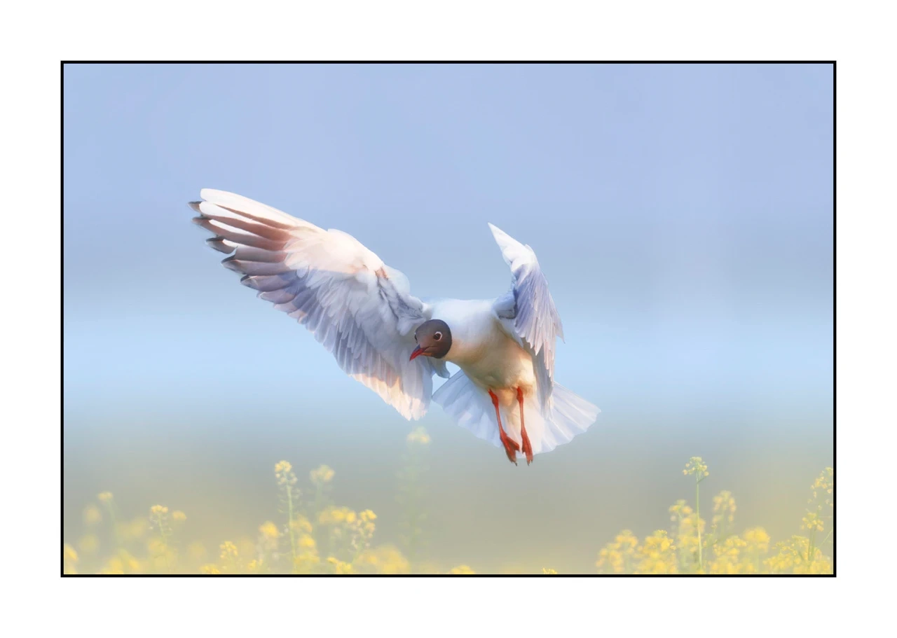 lumieres-et-couleurs/069-oiseaux-en-pastel/edition-limitee/fr/02-oiseau-dombes-en-pastel-2475-32C