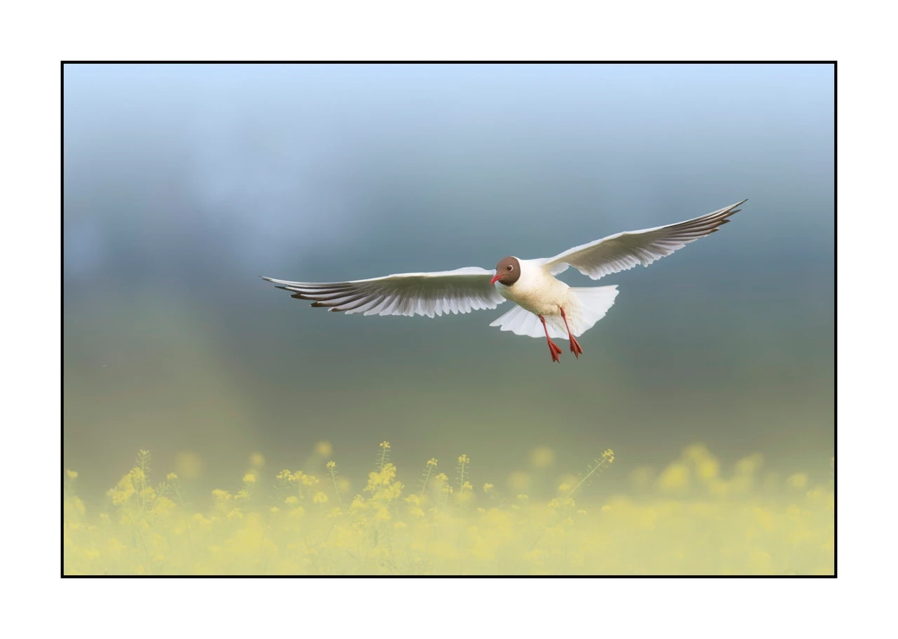 lumieres-et-couleurs/069-oiseaux-en-pastel/edition-limitee/fr/03-oiseau-dombes-en-pastel-2476-32C