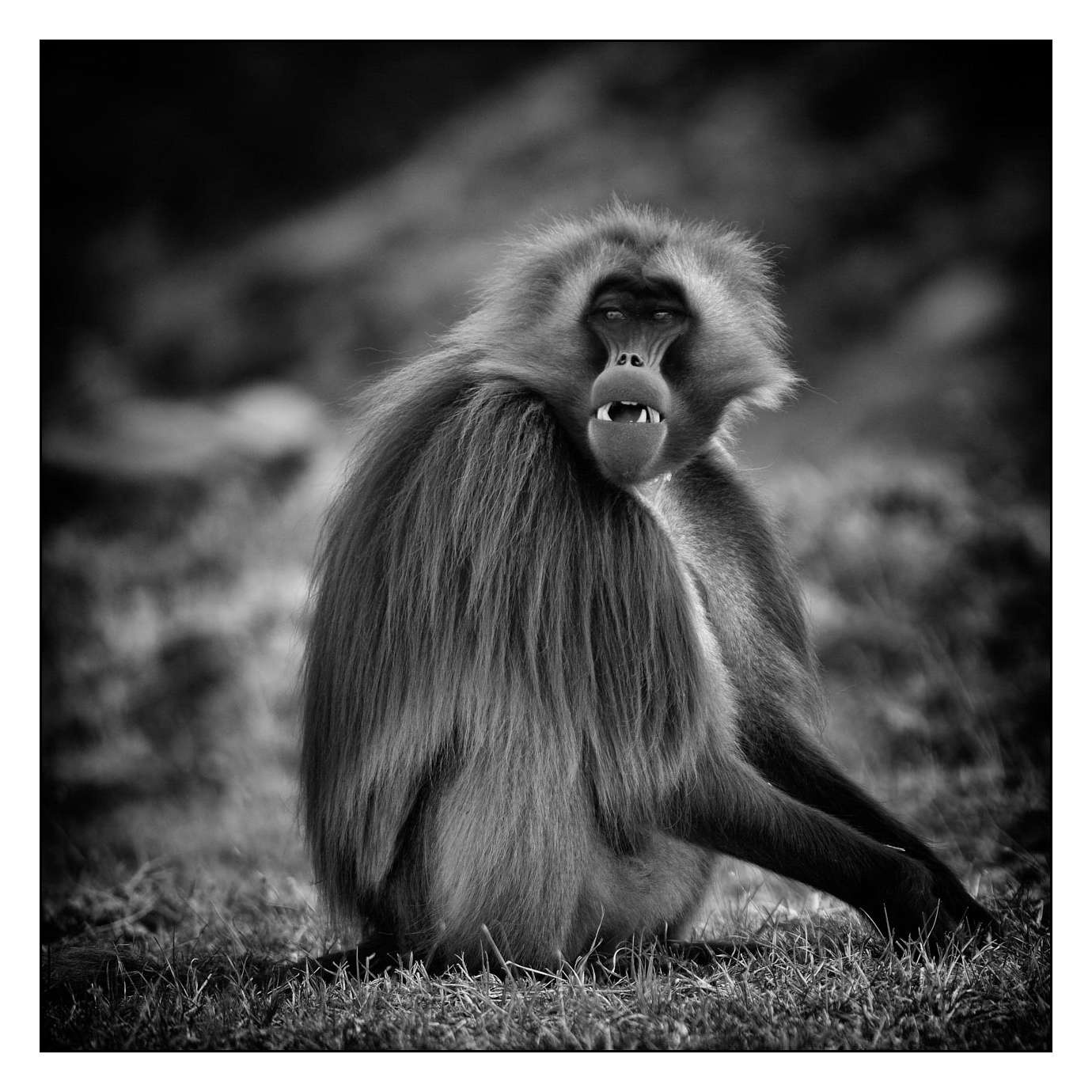 nuances-de-noirs-et-de-blancs/003-geladas/fr/01-160213ETHANI0058