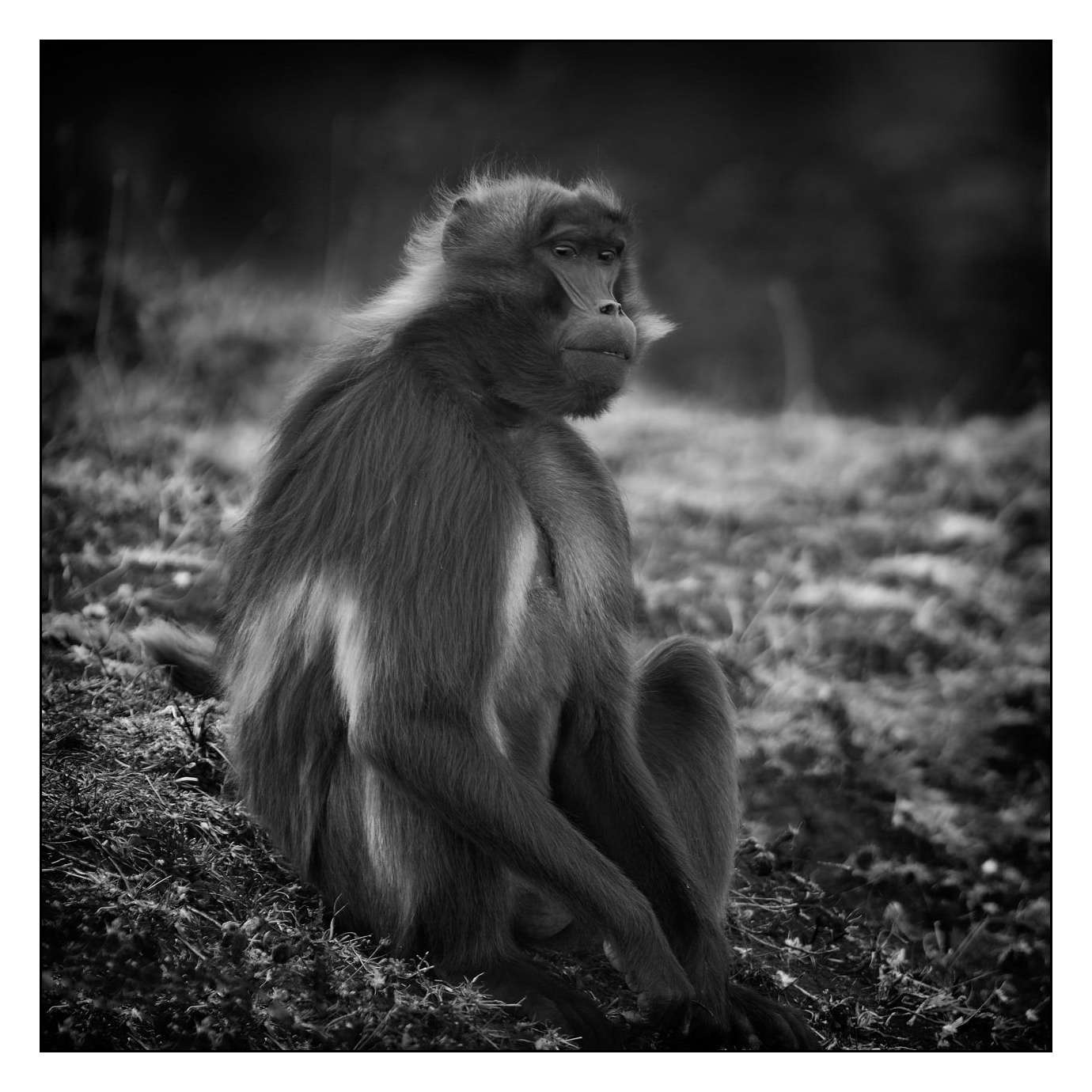 nuances-de-noirs-et-de-blancs/003-geladas/fr/08-160213ETHANI0061
