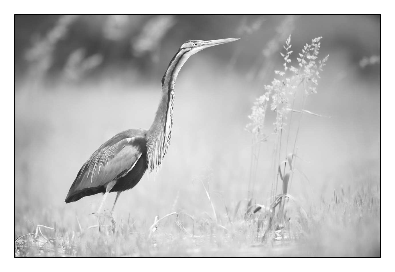 nuances-de-noirs-et-de-blancs/005-herons-pourpres/en/01-160528DOMWIL0080