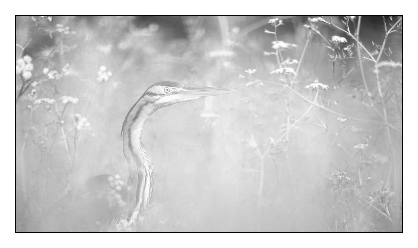 nuances-de-noirs-et-de-blancs/005-herons-pourpres/en/06-160528DOMWIL0269