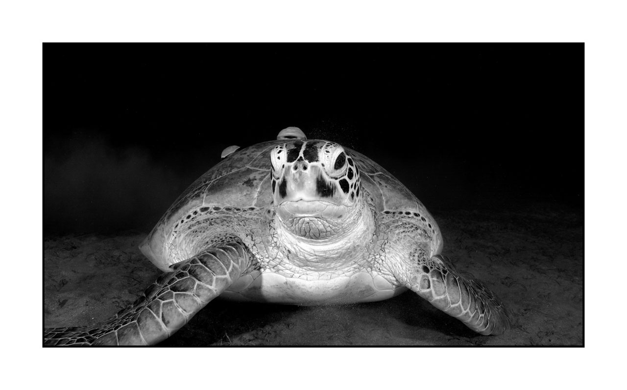 nuances-de-noirs-et-de-blancs/007-rencontres-abyssales/en/03-abyssal-encounters-in-black-and-white-121006EGYMSH0476B