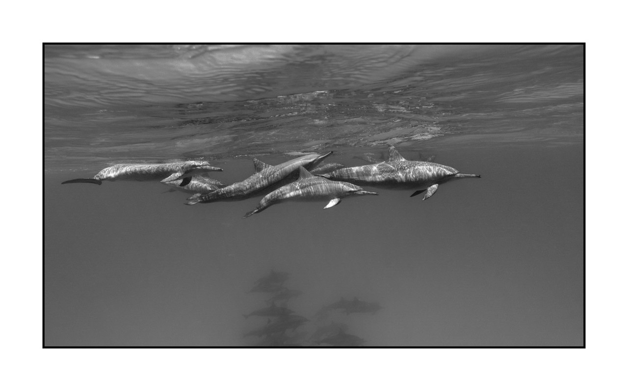 nuances-de-noirs-et-de-blancs/007-rencontres-abyssales/en/07-abyssal-encounters-in-black-and-white-100613EGYHAM0616B
