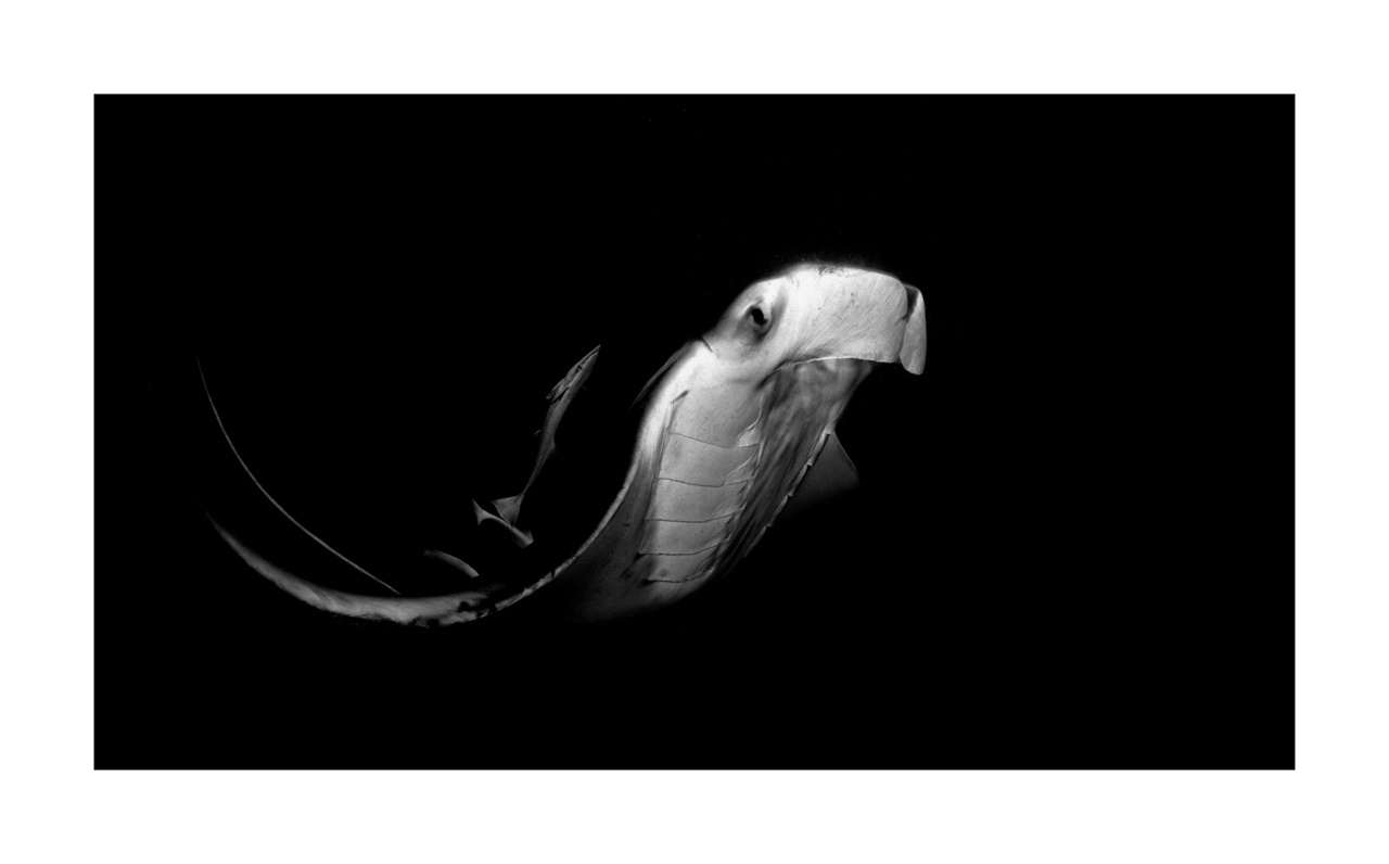 nuances-de-noirs-et-de-blancs/007-rencontres-abyssales/en/11-abyssal-encounters-in-black-and-white-140427MAL0482B-2