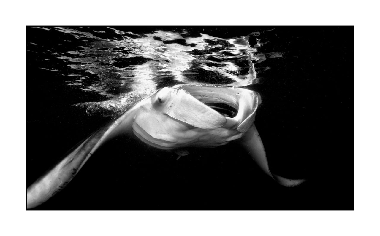 nuances-de-noirs-et-de-blancs/007-rencontres-abyssales/en/12-abyssal-encounters-in-black-and-white-140427MAL0505B