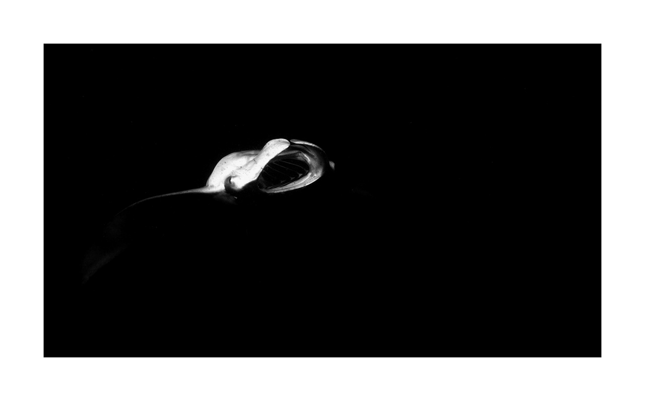 nuances-de-noirs-et-de-blancs/007-rencontres-abyssales/en/15-abyssal-encounters-in-black-and-white-130323MAL1221B