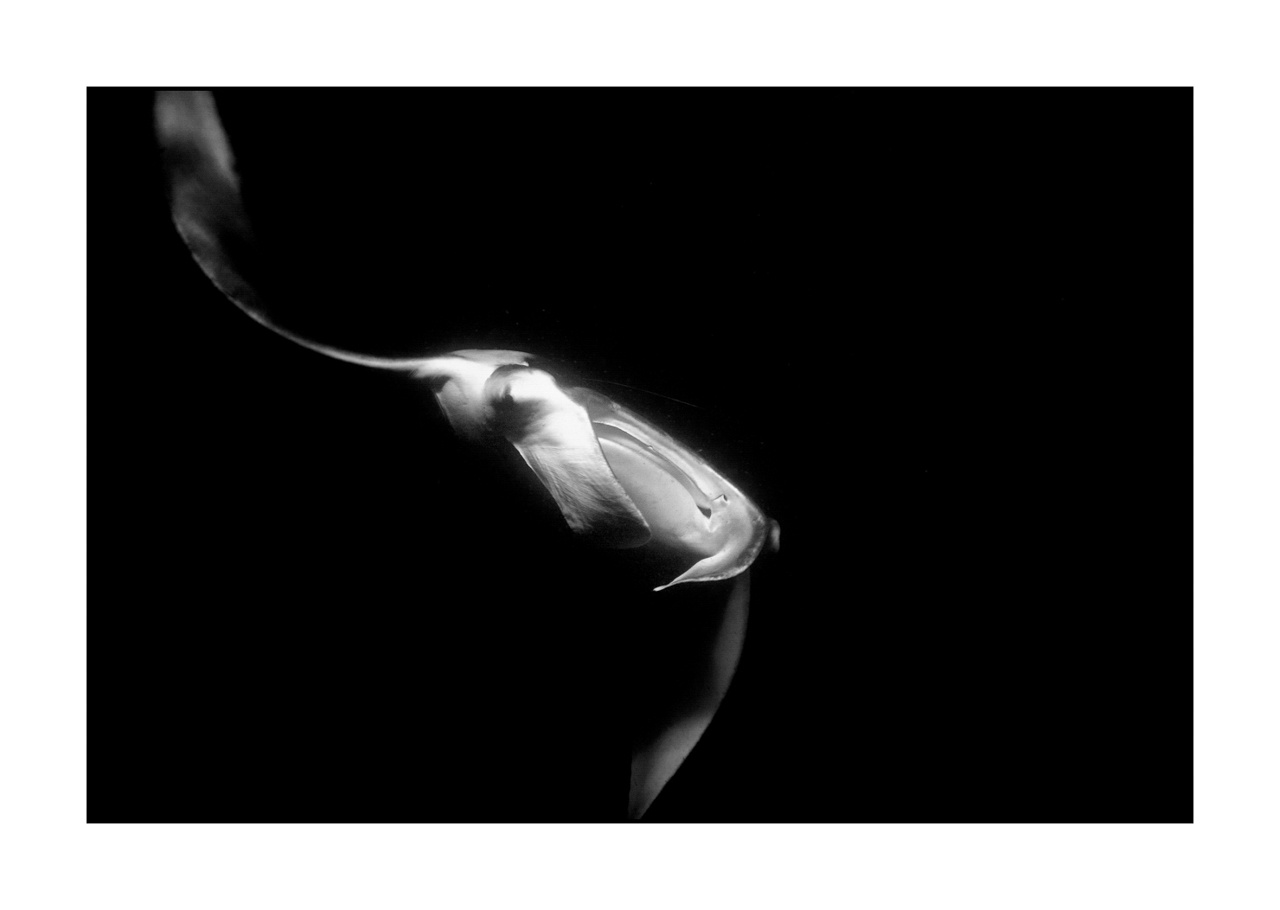 nuances-de-noirs-et-de-blancs/007-rencontres-abyssales/en/16-abyssal-encounters-in-black-and-white-130323MAL1258B