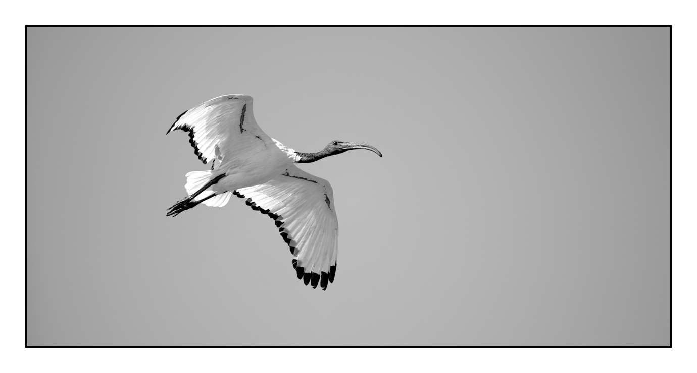 nuances-de-noirs-et-de-blancs/008-libres/en/08-170204ETHWIL1625B