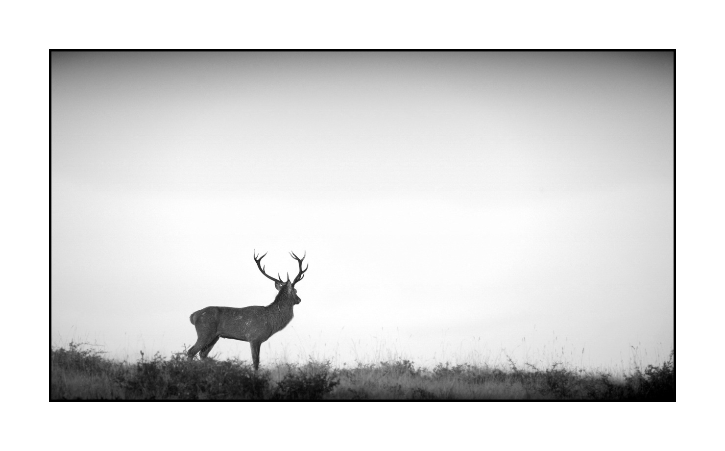 nuances-de-noirs-et-de-blancs/009-cerfs-dans-la-brume/edition-limitee/en/01-red-deer-stag-in-the-mist-160923CHMBRA0311B