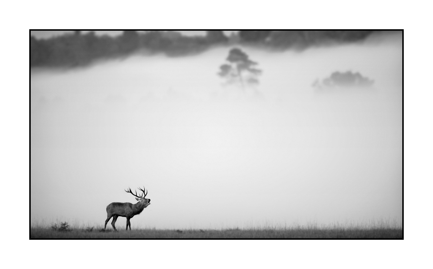 nuances-de-noirs-et-de-blancs/009-cerfs-dans-la-brume/edition-limitee/en/02-red-deer-stag-in-the-mist-160923CHMBRA0186B