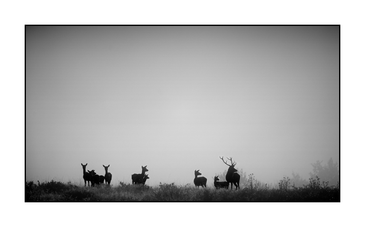 nuances-de-noirs-et-de-blancs/009-cerfs-dans-la-brume/edition-limitee/en/03-red-deer-stag-in-the-mist-160923CHMBRA0364B