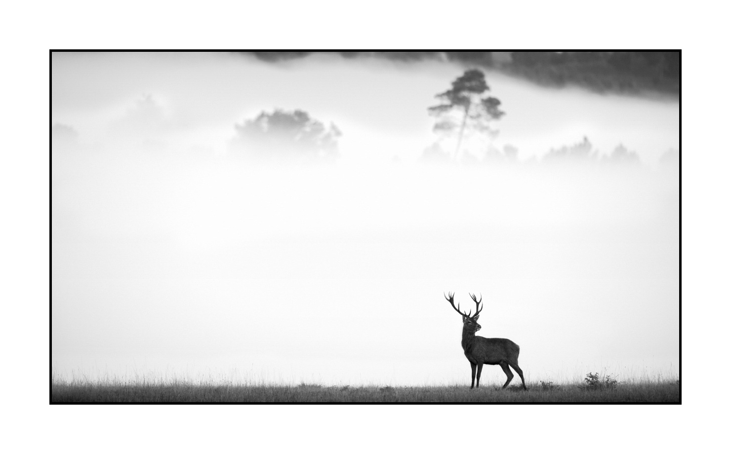 nuances-de-noirs-et-de-blancs/009-cerfs-dans-la-brume/edition-limitee/en/04-red-deer-stag-in-the-mist-160923CHMBRA0199B