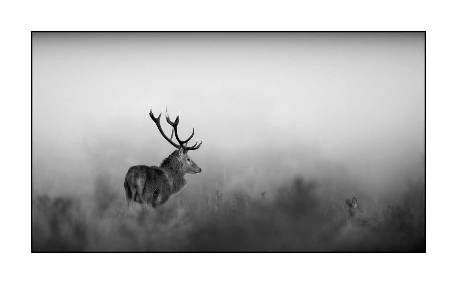 nuances-de-noirs-et-de-blancs/009-cerfs-dans-la-brume/edition-limitee/en/05-red-deer-stag-in-the-mist-160923CHMBRA0206B