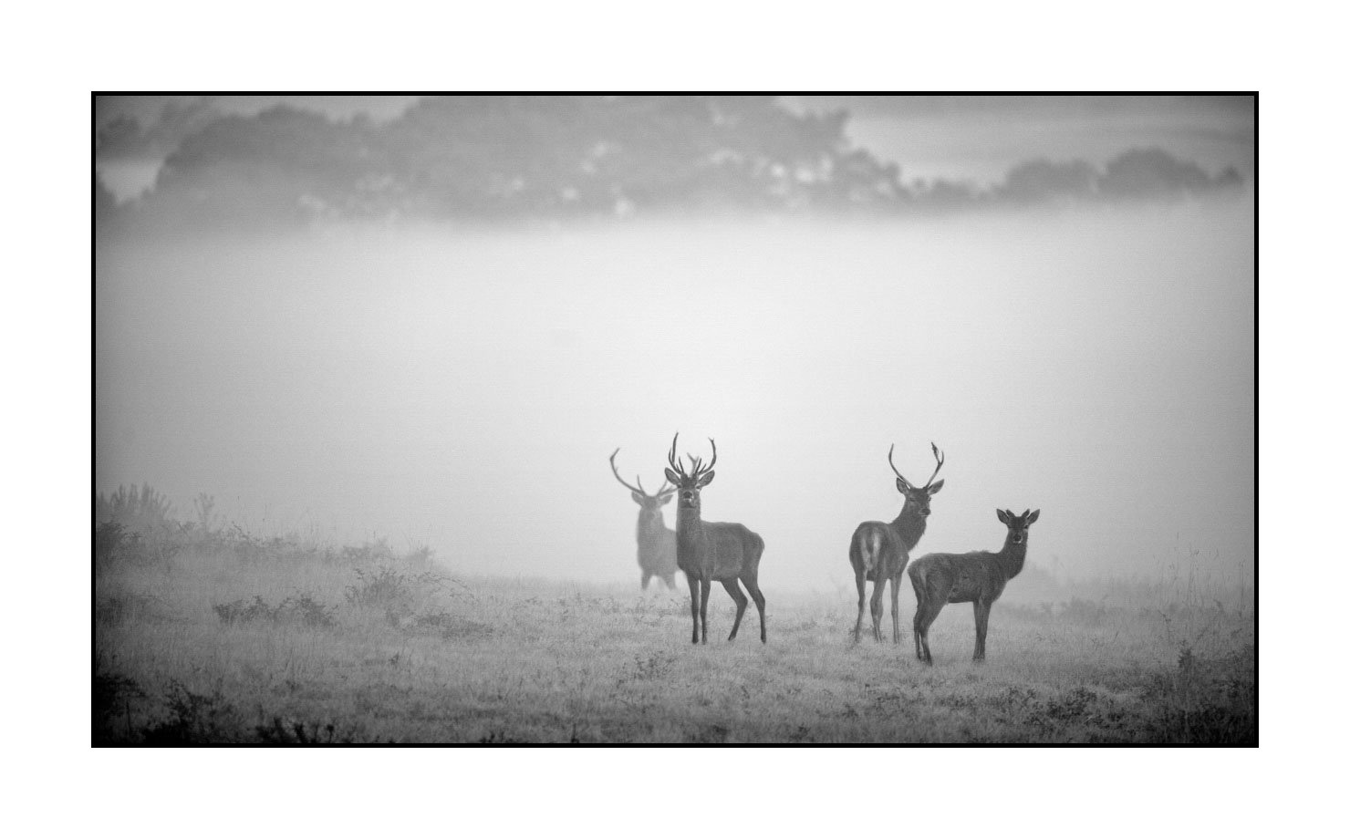 nuances-de-noirs-et-de-blancs/009-cerfs-dans-la-brume/edition-limitee/en/07-red-deer-stag-in-the-mist-160923CHMBRA0117B