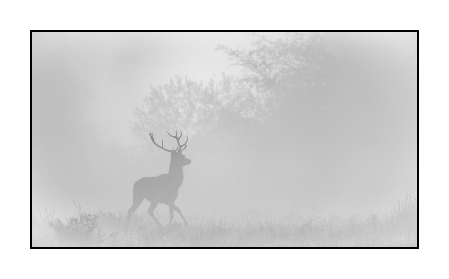 nuances-de-noirs-et-de-blancs/009-cerfs-dans-la-brume/edition-limitee/en/08-red-deer-stag-in-the-mist-200928CHABRA0021B