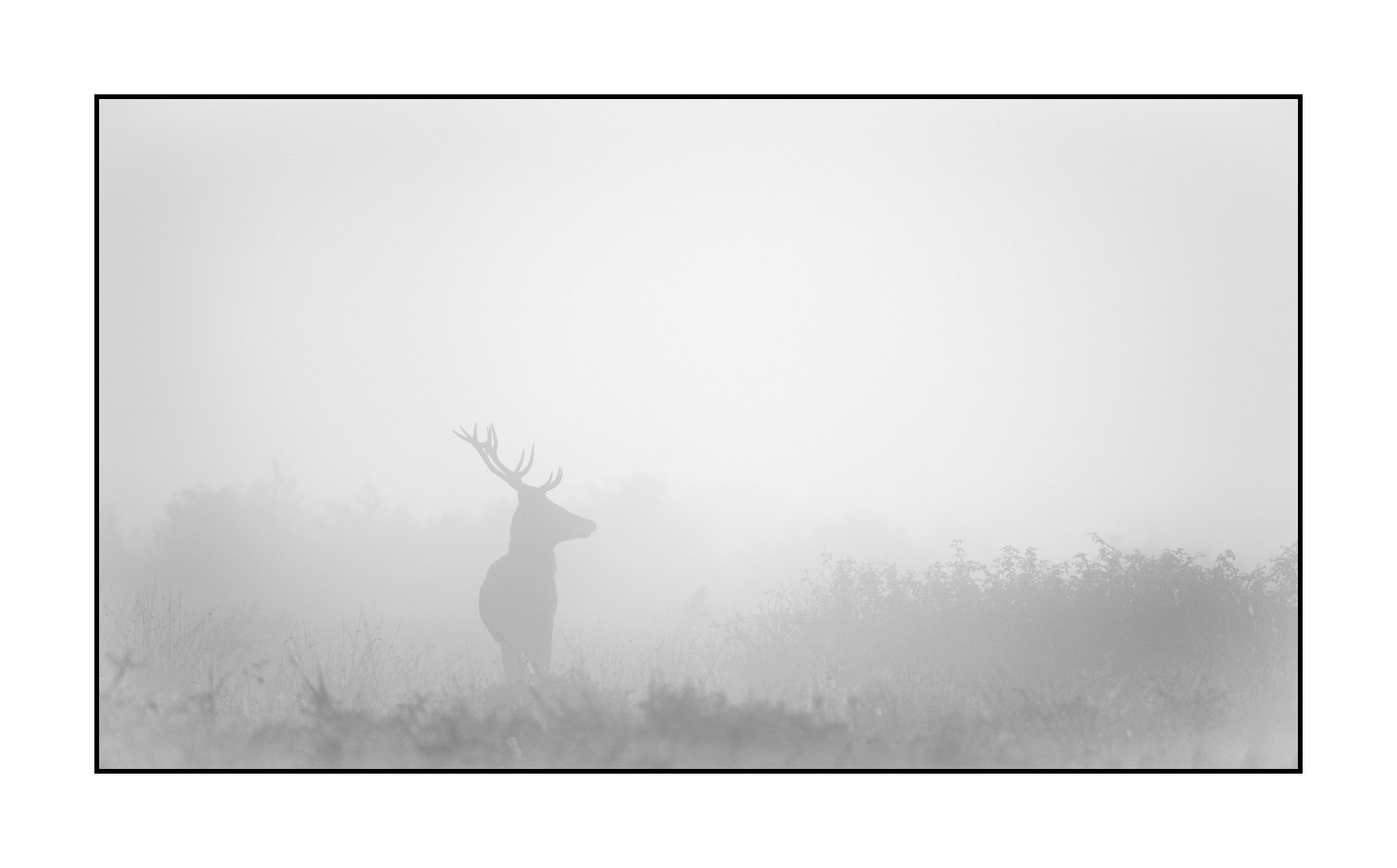 nuances-de-noirs-et-de-blancs/009-cerfs-dans-la-brume/edition-limitee/en/11-red-deer-stag-in-the-mist-200928CHABRA0018B