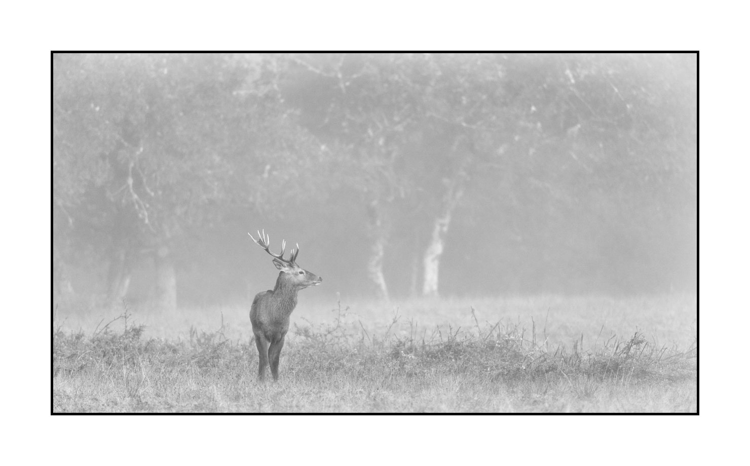 nuances-de-noirs-et-de-blancs/009-cerfs-dans-la-brume/edition-limitee/en/13-red-deer-stag-in-the-mist-200928CHABRA0114B