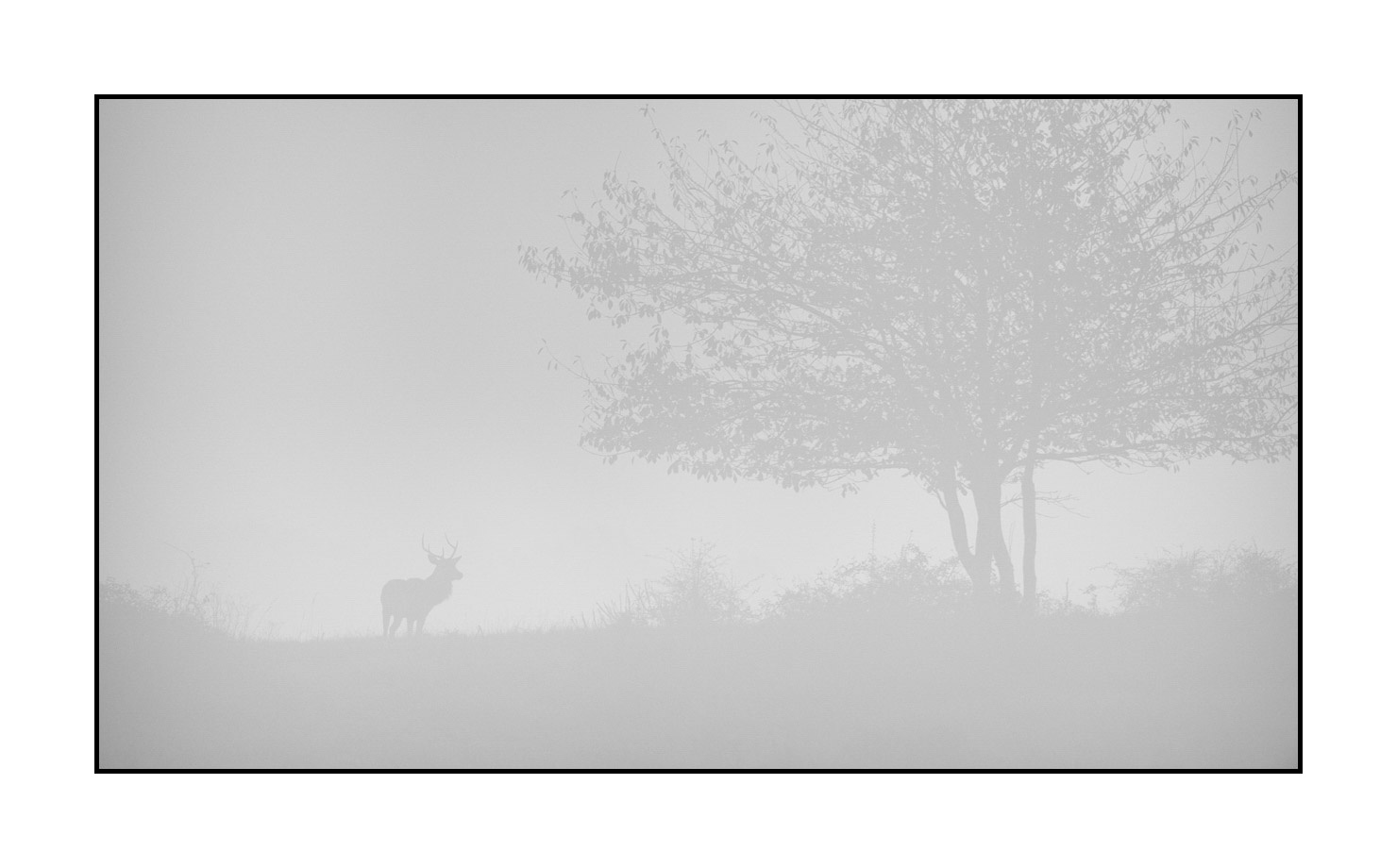 nuances-de-noirs-et-de-blancs/009-cerfs-dans-la-brume/edition-limitee/en/14-red-deer-stag-in-the-mist-200928CHABRA0570B