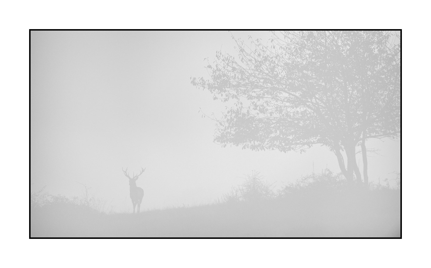 nuances-de-noirs-et-de-blancs/009-cerfs-dans-la-brume/edition-limitee/en/15-red-deer-stag-in-the-mist-200928CHABRA0573B