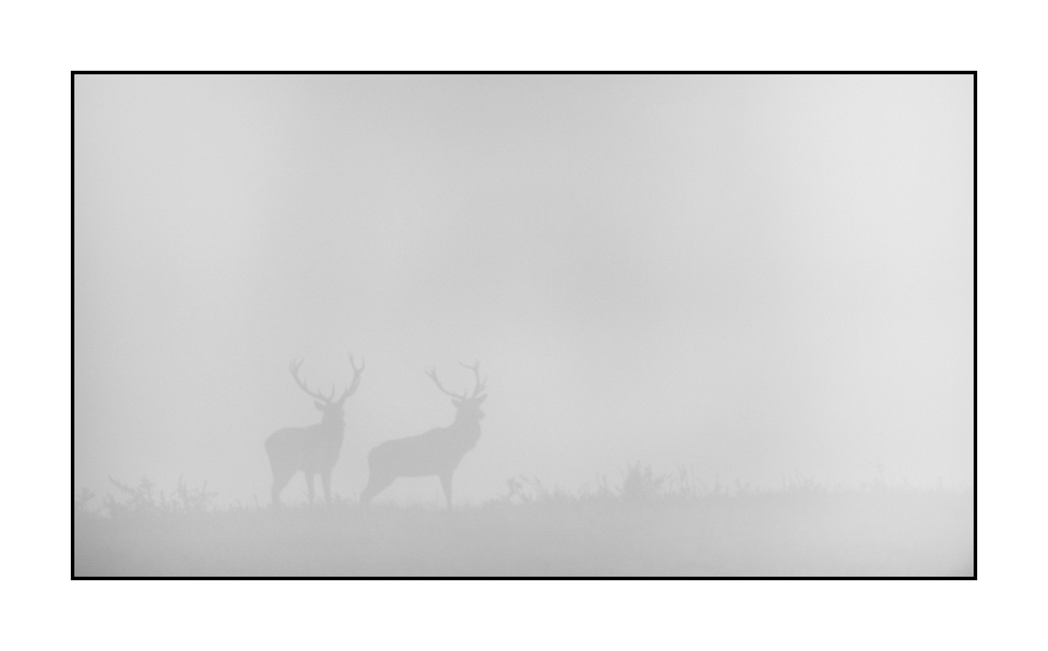 nuances-de-noirs-et-de-blancs/009-cerfs-dans-la-brume/edition-limitee/en/16-red-deer-stag-in-the-mist-200928CHABRA0594B