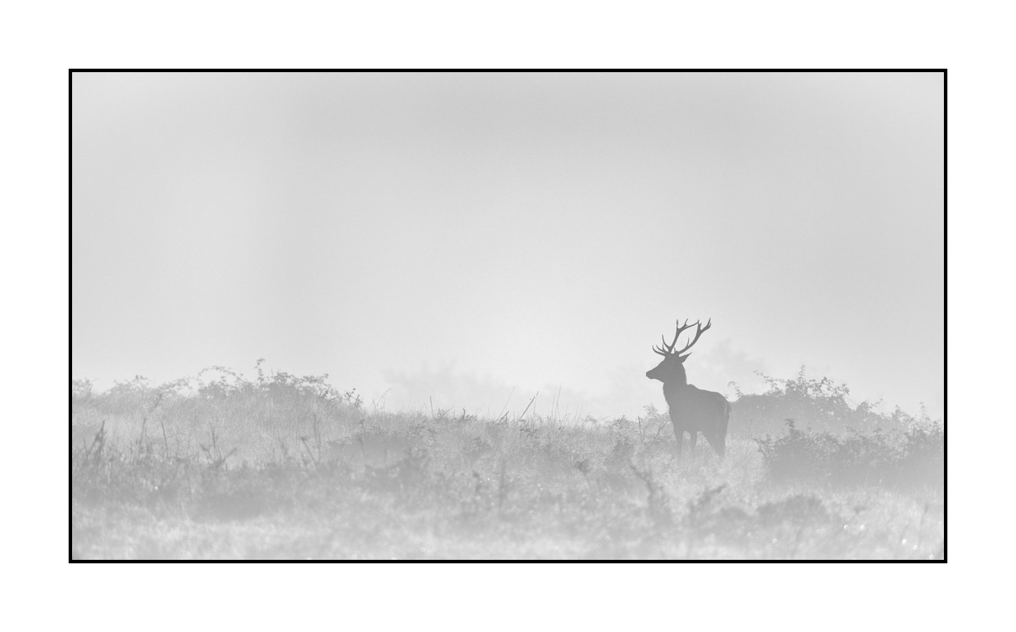 nuances-de-noirs-et-de-blancs/009-cerfs-dans-la-brume/edition-limitee/en/17-red-deer-stag-in-the-mist-200928CHABRA0623B