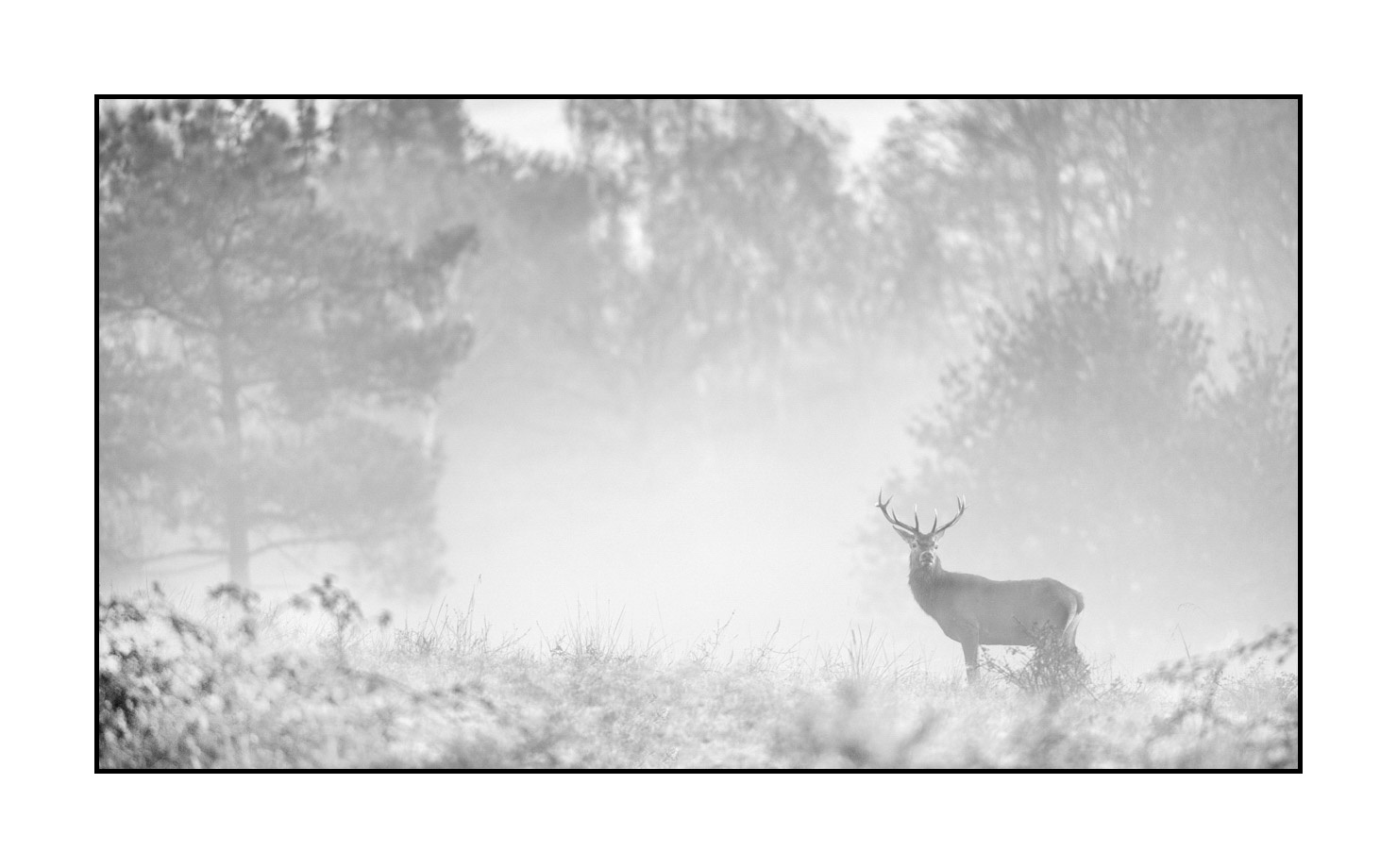 nuances-de-noirs-et-de-blancs/009-cerfs-dans-la-brume/edition-limitee/en/19-red-deer-stag-in-the-mist-200928CHABRA1102B