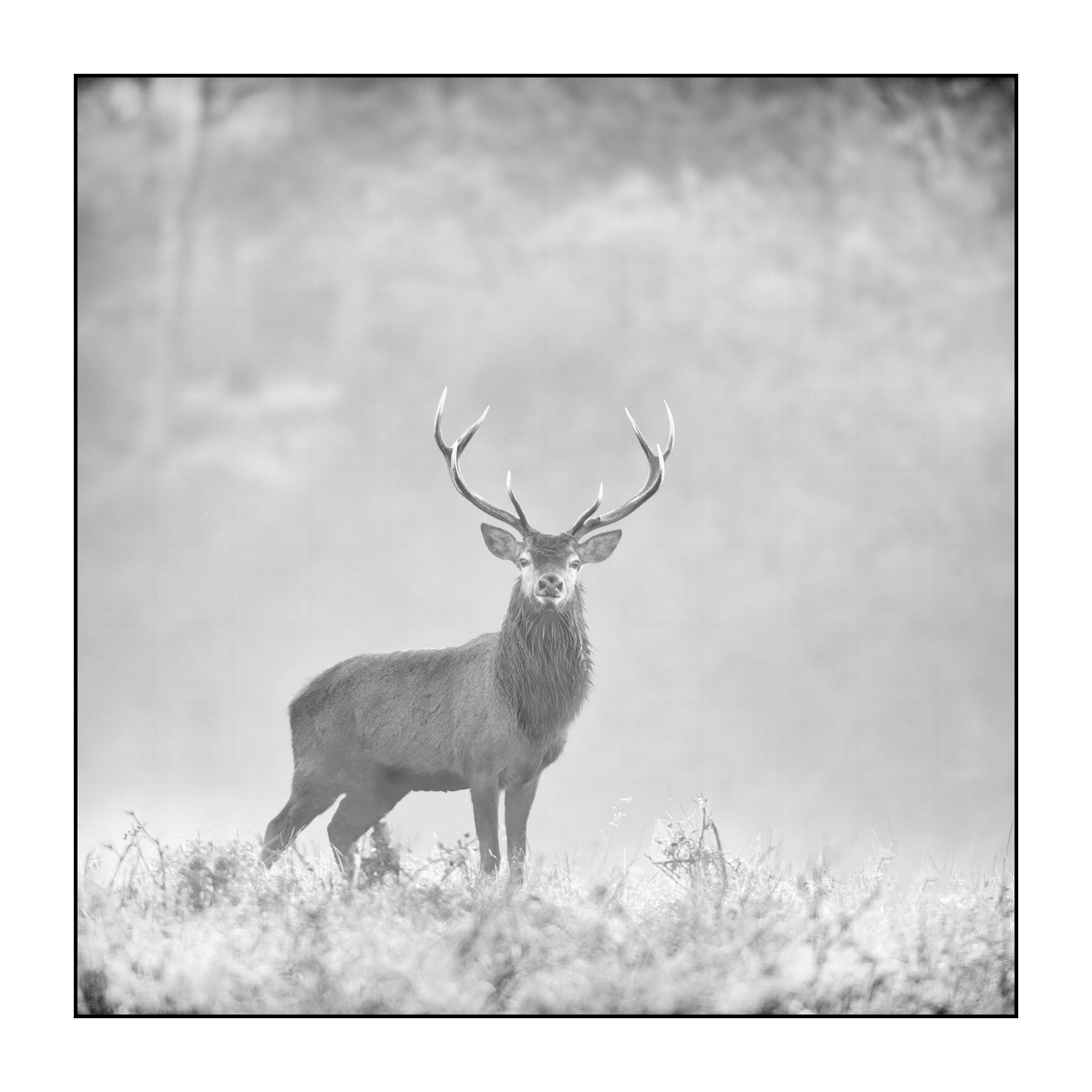 nuances-de-noirs-et-de-blancs/009-cerfs-dans-la-brume/edition-limitee/en/20-red-deer-stag-in-the-mist-200928CHABRA1109B