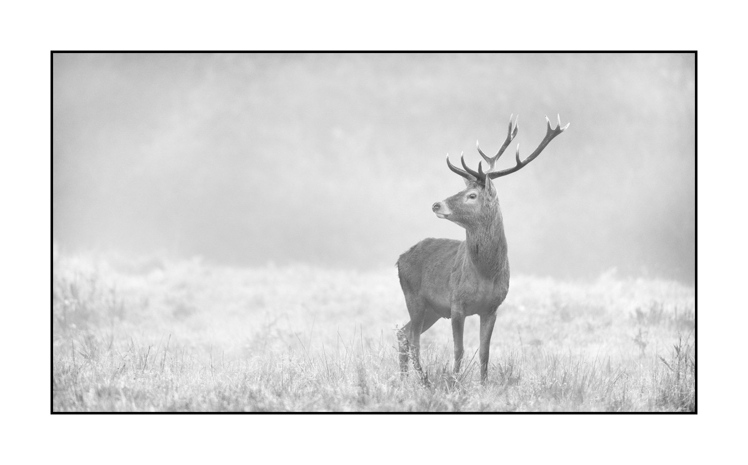 nuances-de-noirs-et-de-blancs/009-cerfs-dans-la-brume/edition-limitee/en/21-red-deer-stag-in-the-mist-200928CHABRA1112B