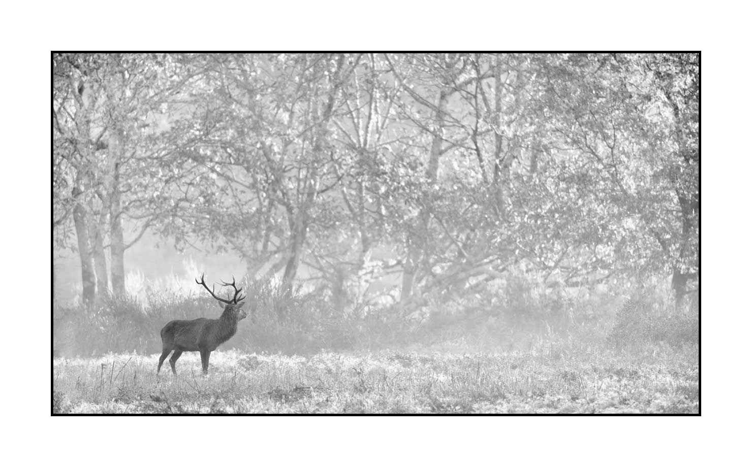 nuances-de-noirs-et-de-blancs/009-cerfs-dans-la-brume/edition-limitee/en/22-red-deer-stag-in-the-mist-200928CHABRA1205B