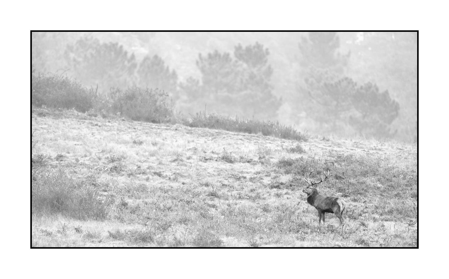 nuances-de-noirs-et-de-blancs/009-cerfs-dans-la-brume/edition-limitee/en/23-red-deer-stag-in-the-mist-200928CHABRA1444B
