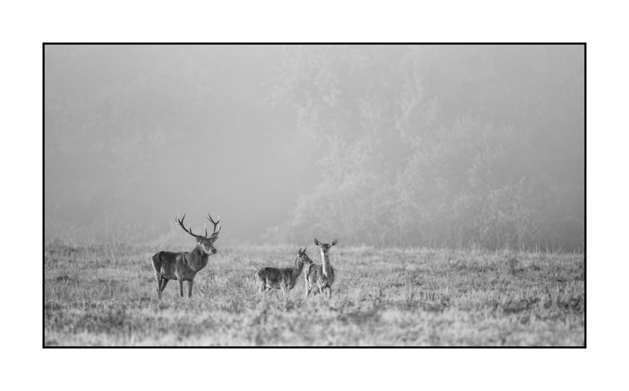 nuances-de-noirs-et-de-blancs/009-cerfs-dans-la-brume/edition-limitee/en/24-red-deer-stag-in-the-mist-220925BRACHM0002B
