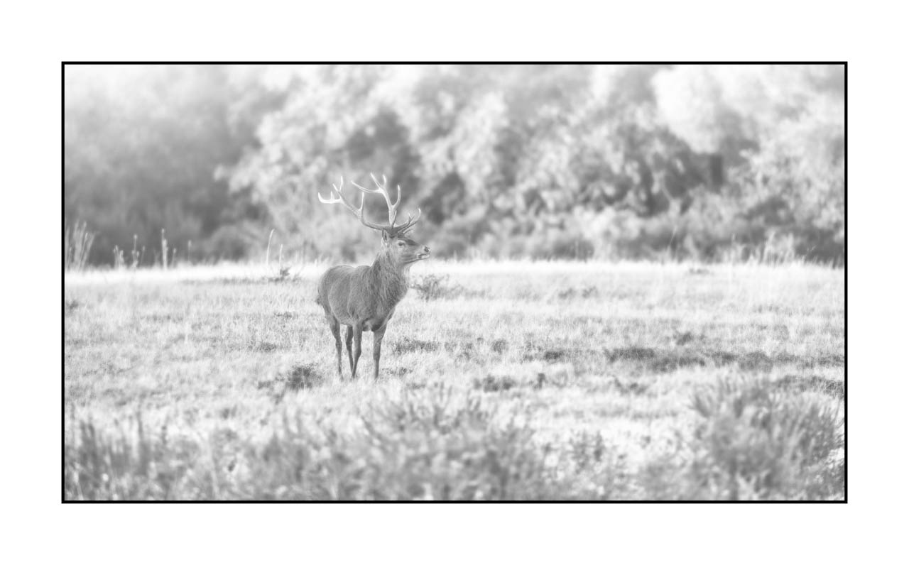 nuances-de-noirs-et-de-blancs/009-cerfs-dans-la-brume/edition-limitee/en/25-red-deer-stag-in-the-mist-220925BRACHM0123B
