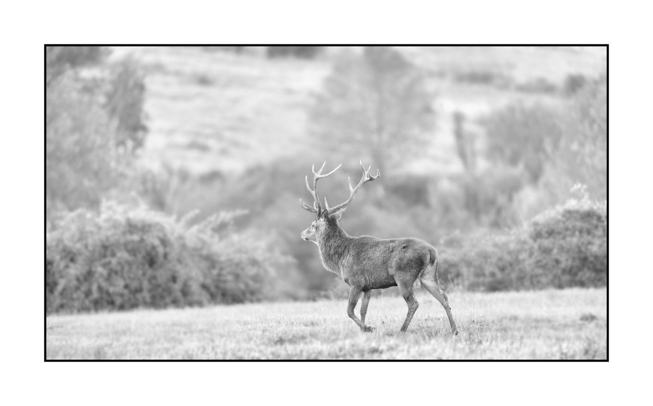 nuances-de-noirs-et-de-blancs/009-cerfs-dans-la-brume/edition-limitee/en/26-red-deer-stag-in-the-mist-220925BRACHM0133B