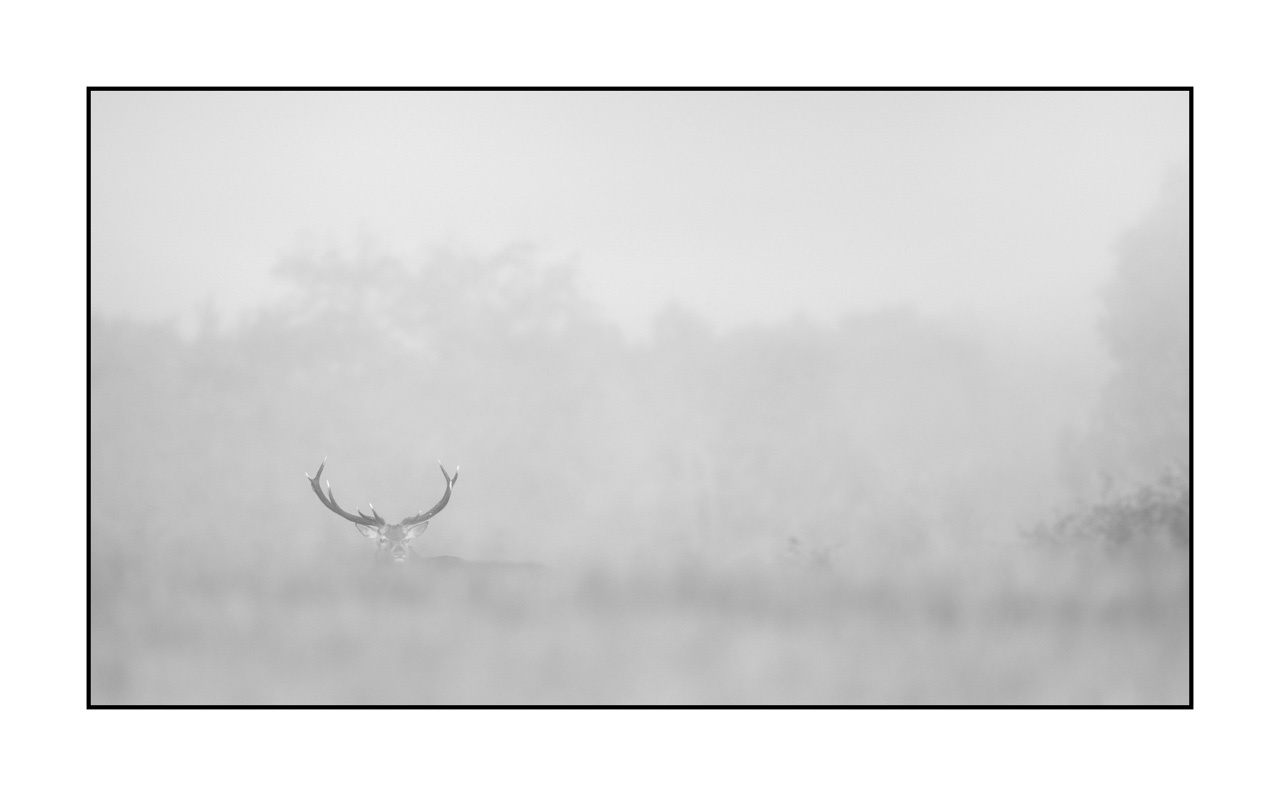 nuances-de-noirs-et-de-blancs/009-cerfs-dans-la-brume/edition-limitee/en/27-red-deer-stag-in-the-mist-220925BRACHM0135B