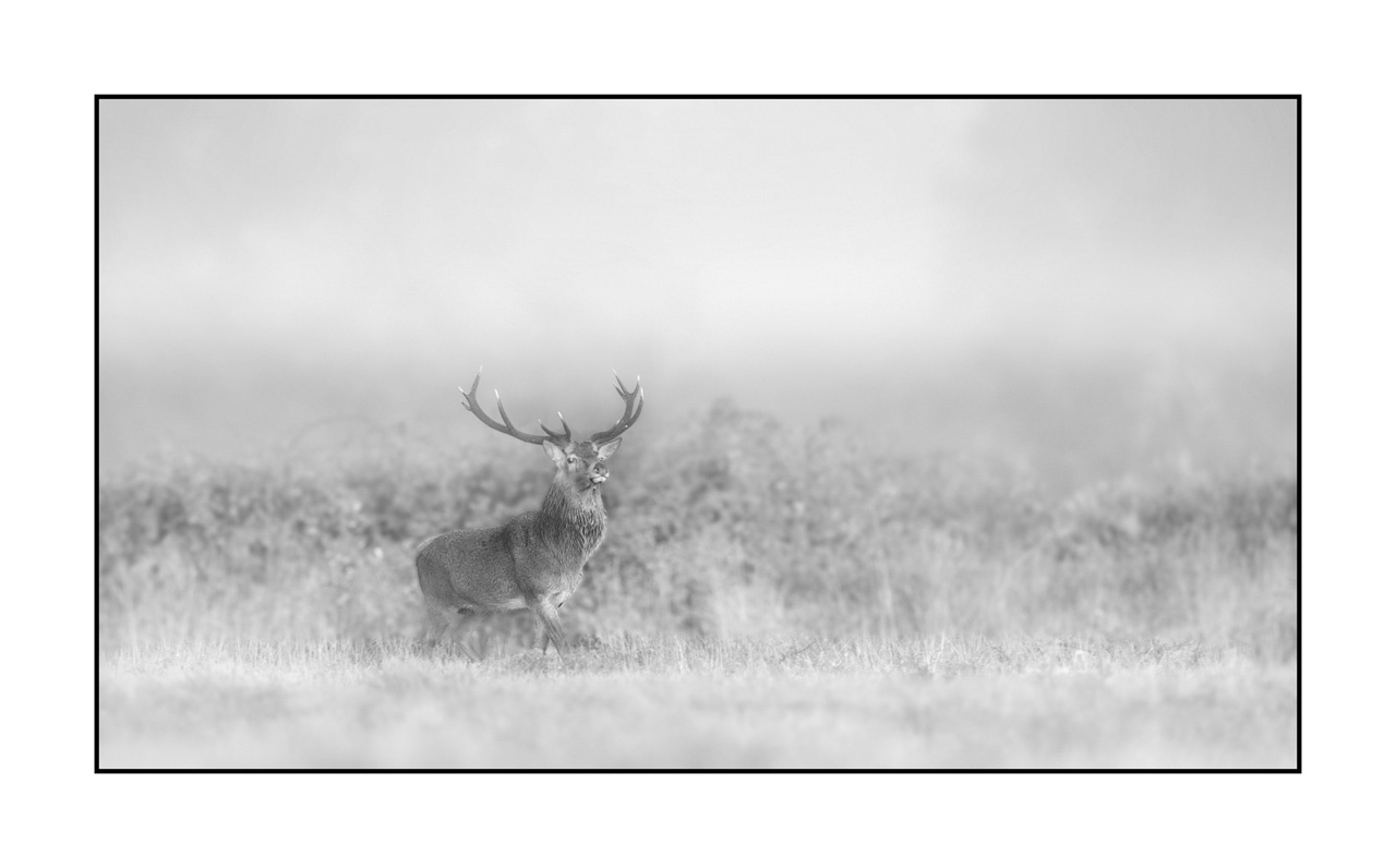 nuances-de-noirs-et-de-blancs/009-cerfs-dans-la-brume/edition-limitee/en/28-red-deer-stag-in-the-mist-220925BRACHM0148B