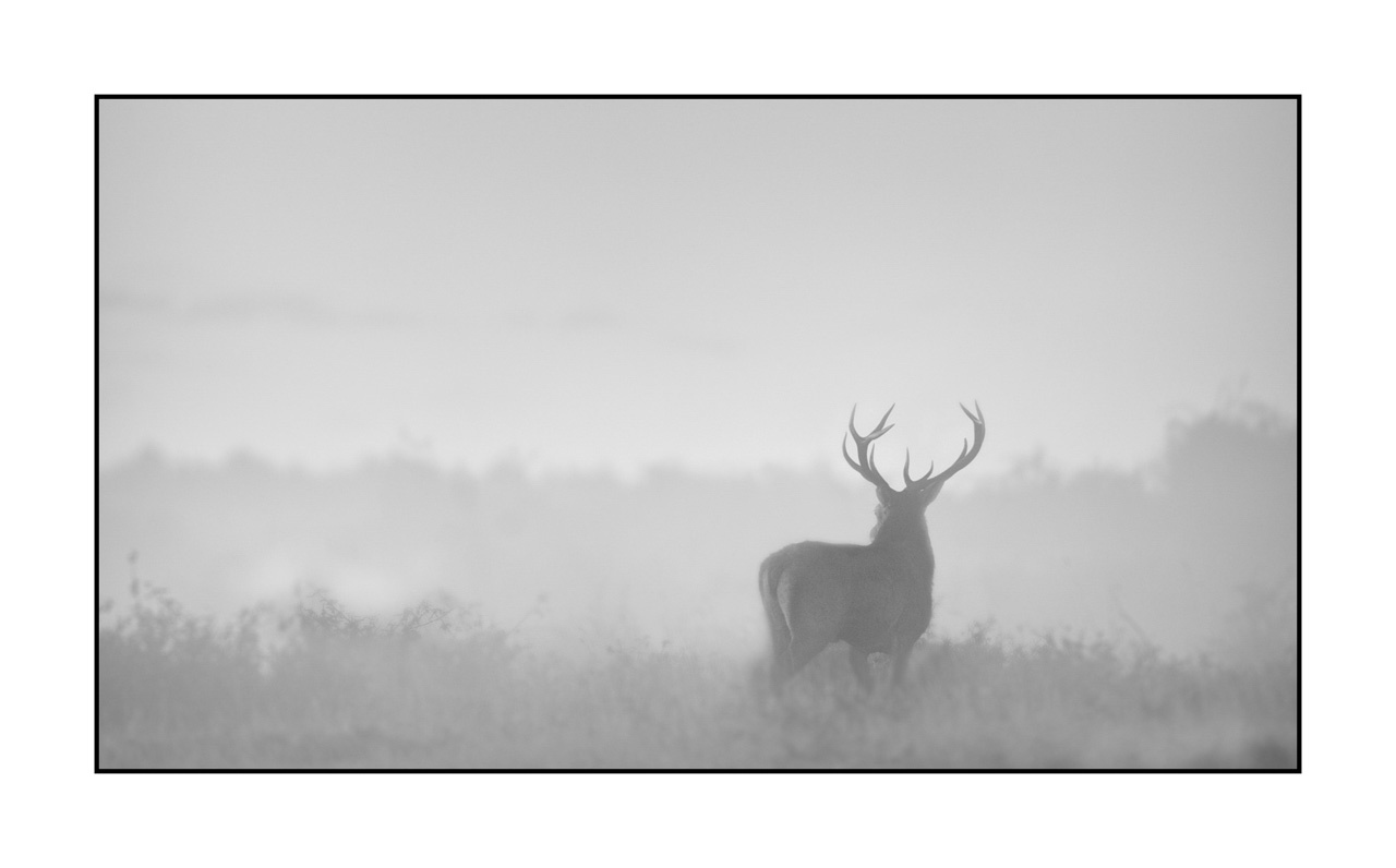 nuances-de-noirs-et-de-blancs/009-cerfs-dans-la-brume/edition-limitee/en/29-red-deer-stag-in-the-mist-220925BRACHM0166B