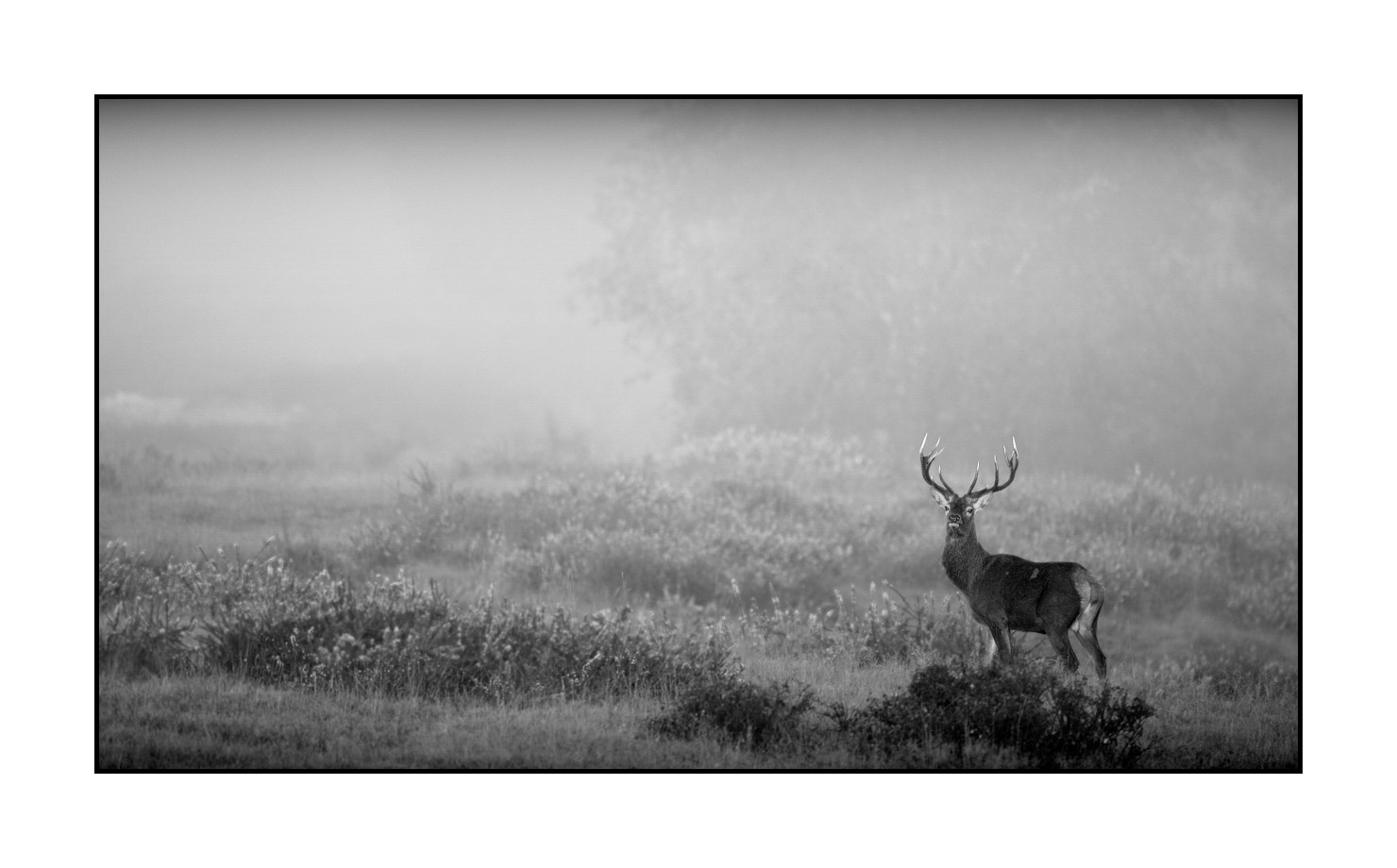 nuances-de-noirs-et-de-blancs/009-cerfs-dans-la-brume/edition-limitee/fr/06-cerf-dans-la-brume-160923CHMBRA0267B